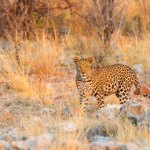 Afrika’nın ultra lüks safari konaklama yerleri