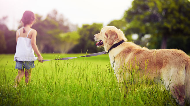 Dijital dünyada en yeni girişim: Evcil köpeğe bakıcı bulma sitesi