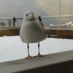 Kaynak: