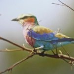Kaynak: