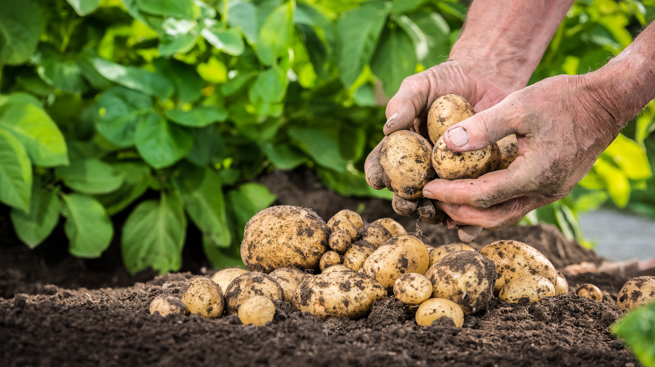 Patates fiyatları Rekabet Kurumu'nun gündeminde