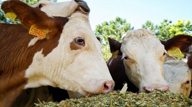 Terör hayvancılığı vurdu, et fiyatlarını yükseltti Fortune Turkey