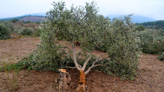 Zeytin ağaçları için Türkiye Barolar Birliği'nden suç duyurusu