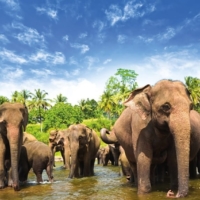 sri-lanka-tatil