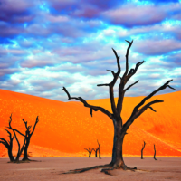 Dead Acacia tree (Acacia drepanolobium) Dead Vlei is an old saltpan named for its eerie dead appearance. Water was cut off when the flow of the Tsauchab River changed its course approximately 500 years ago. Sossusvlei in the Namib desert. Namib-Naukluft N