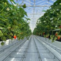 Dyson Farming strawberry rows (1)
